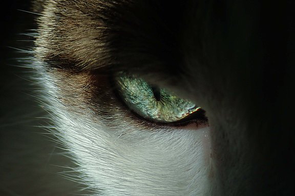 close-up-photo-of-cat-s-eye-3324591.jpg  